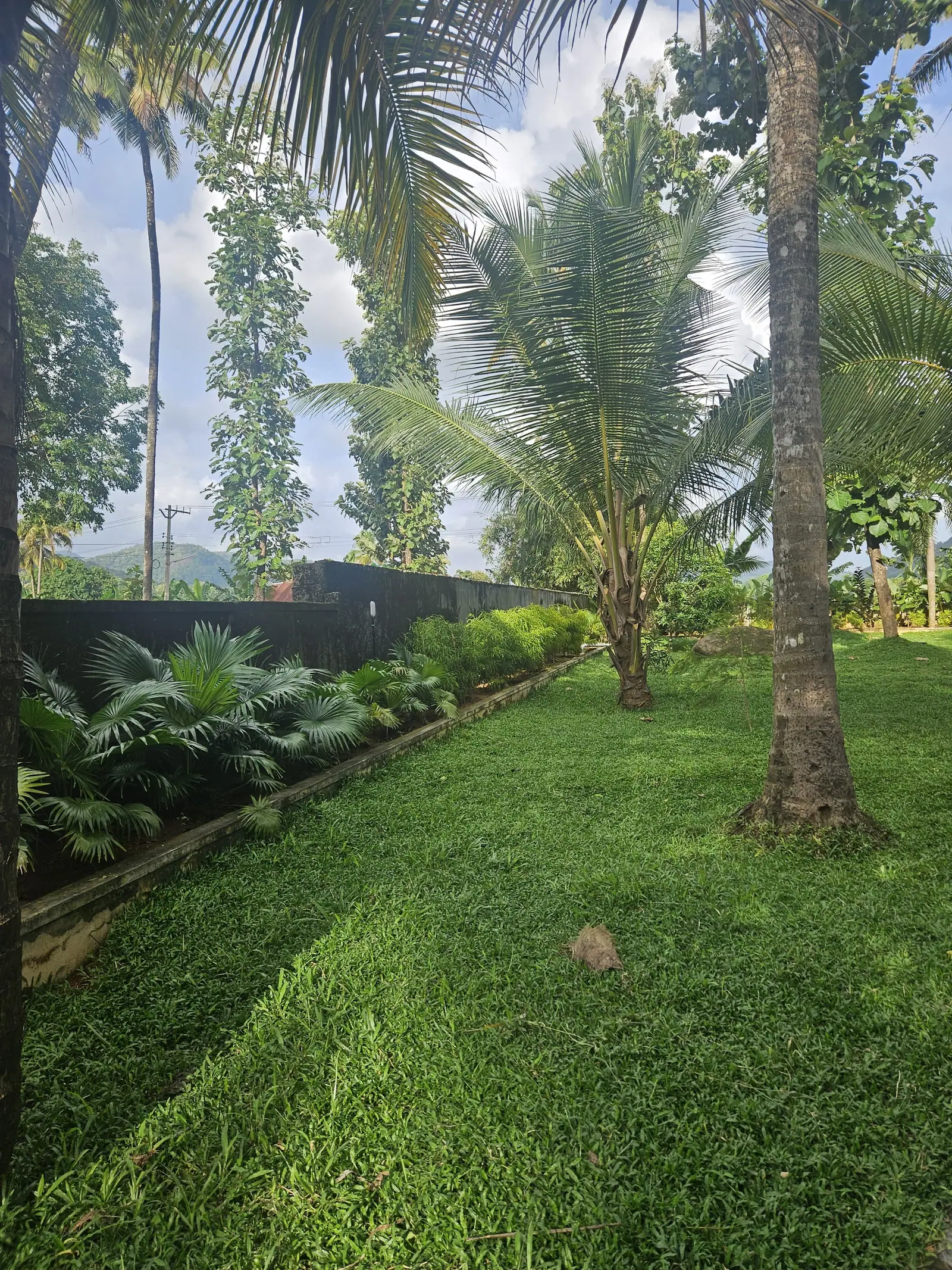 Coconut palms and a clipped lawn along the planted boundary of Nyra Thottam's garden, with hills in the distance
